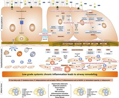 Impact of obesity on airway remodeling in asthma: pathophysiological insights and clinical implications